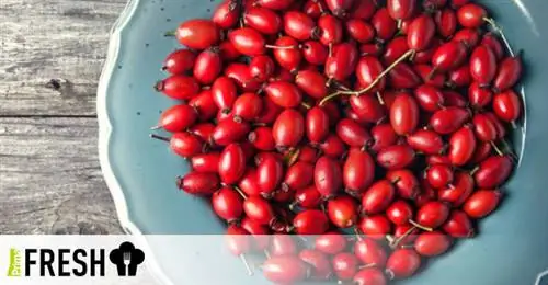 Аррорут - вкусный натуральный источник витамина С