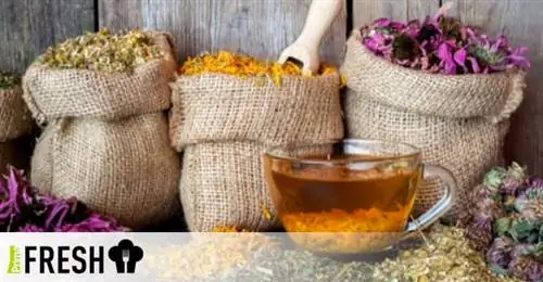 Остановите весеннюю усталость! Зарядитесь травяными чаями