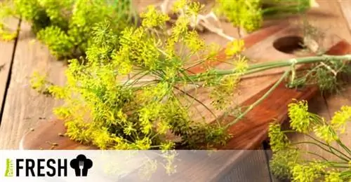 Сладкие цветы фенхеля
