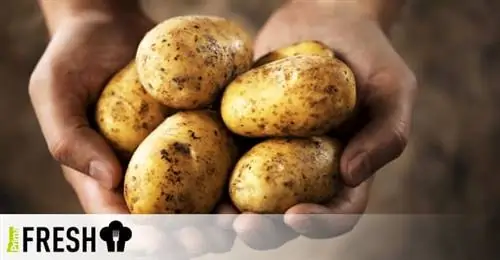 Приготовленные виды картофеля - знаете ли вы, из чего делаются лучшие картофельные чипсы и картофельный салат вашей мечты?