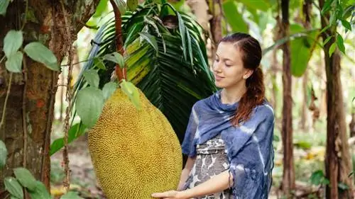 Плоды хлебного дерева не мелочи