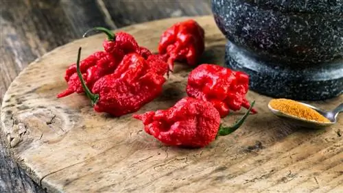 Вызов еды из перца Каролины Рипер Вызов еды из перца Каролины Рипер