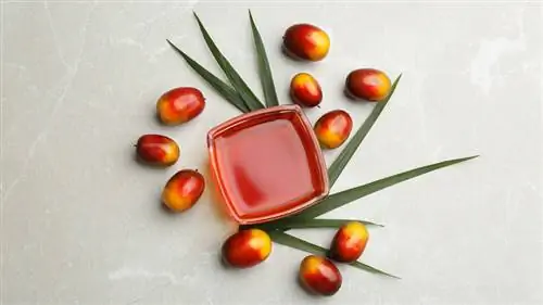пальмовое масло пальмовое масло