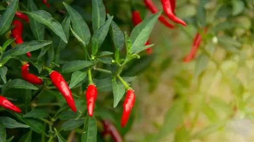 Тайские перцы на кусте Тайские перцы на кусте