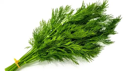 Связанный пучок укропа