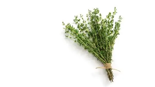 Связанный пучок тимьяна