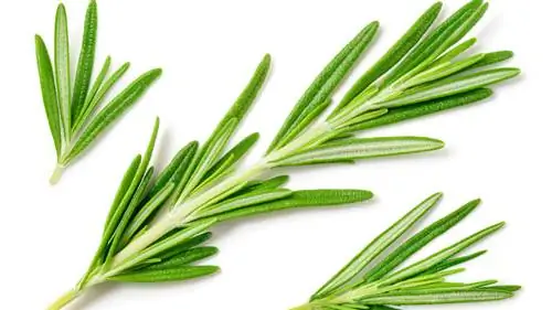 Веточки розмарина
