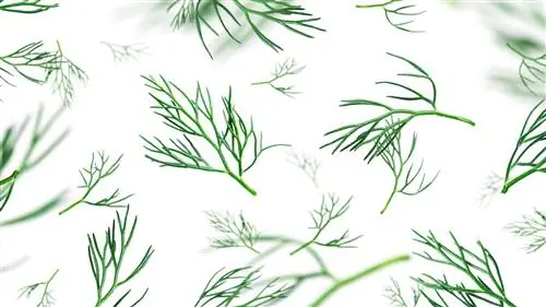 9 лучших заменителей укропа