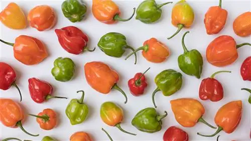 Что такое Habanero и как его использовать?