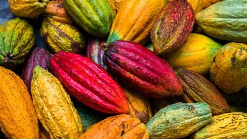 растения какао
