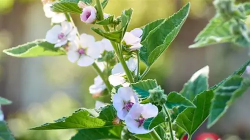 зефир завод