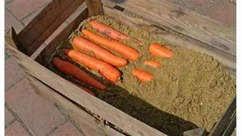 Морковь хранится в песке