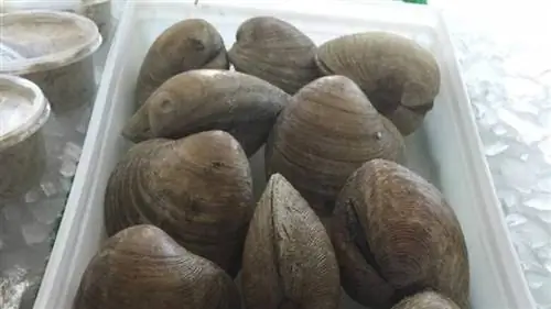 Моллюски Quahog в пластиковой коробке
