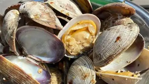 Моллюски с маслом в стальной миске