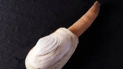 Моллюск Geoduck на черном фоне