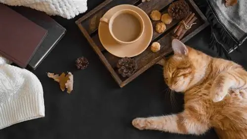 кошка и кофе