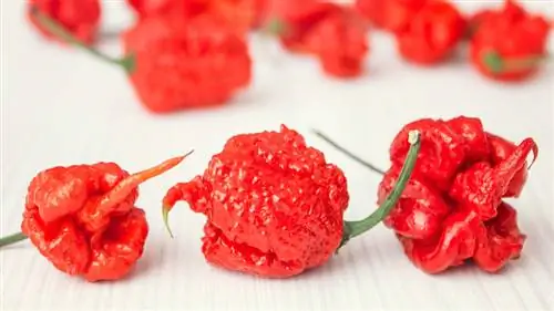 Каролина Рипер
