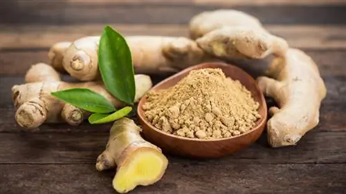 корень имбиря