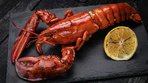 16 видов лобстеров и способы их приготовления
