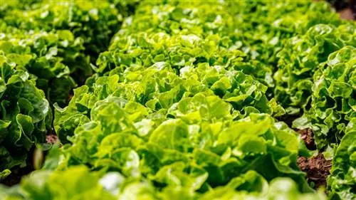 Местные методы выращивания бунти