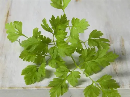 Кервель - весенняя трава с нежным анисовым ароматом - кервель