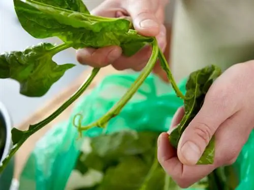 Удалить жилки листьев