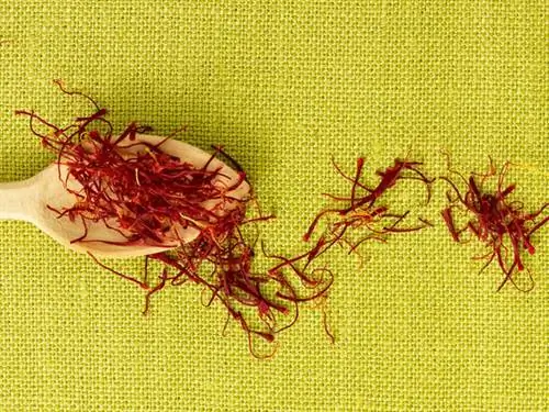 Мы называем шафраном цветочные нити крокусов вида Crocus sativus.