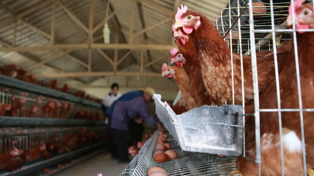 Taco Bell Drops Антибиотики; Ресторанный критик ушел в отставку из-за поддержки Трампа