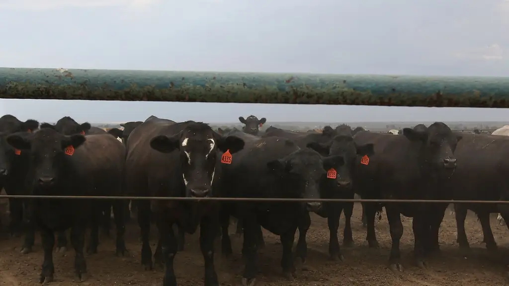 Factory Farms, колоссальная экономика ужина в ресторане вдвоем и другие полезные материалы