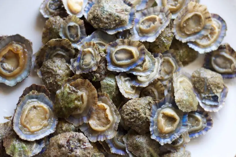 Limpets
