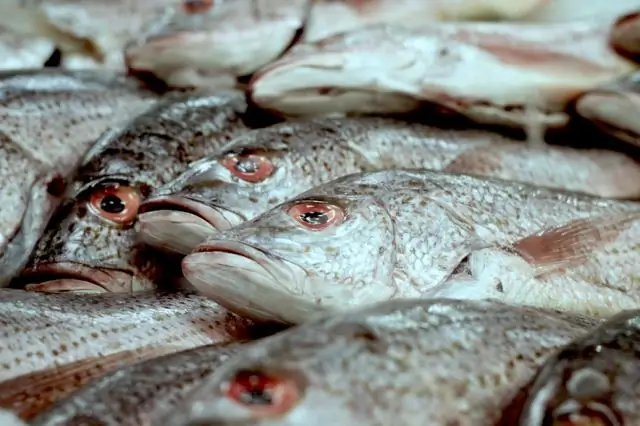 Snappers Snappers