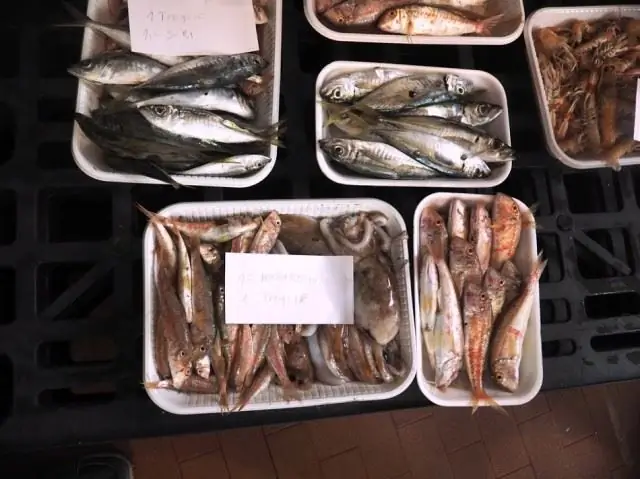 Рыба Рыба