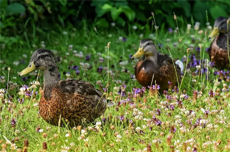 Франция: новая вспышка птичьего гриппа, погибло 6 тысяч уток