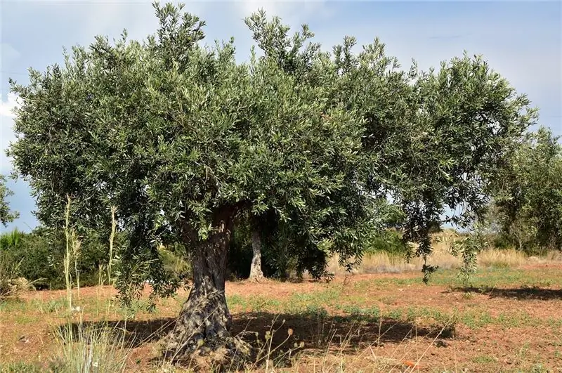 Апулия: новые вспышки Xylella в Полиньяно и Монополи, были свободными зонами