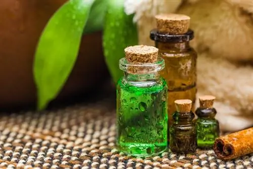 Масло чайного дерева и все его преимущества