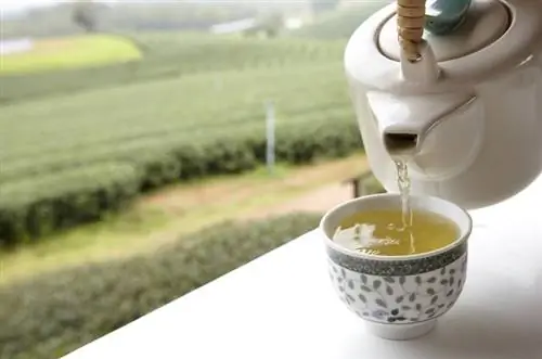 Свойства белого чая для здоровья