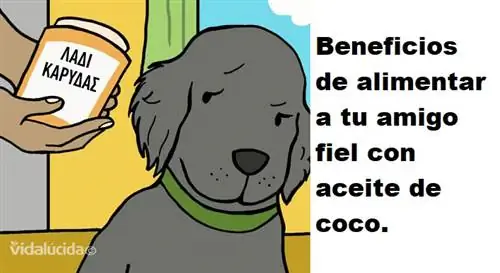 Почему вы должны кормить свою собаку кокосовым маслом