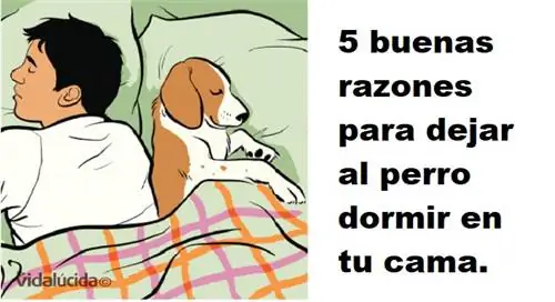 6 веских причин разрешить собаке спать в постели