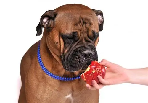 здоровое питание для собак