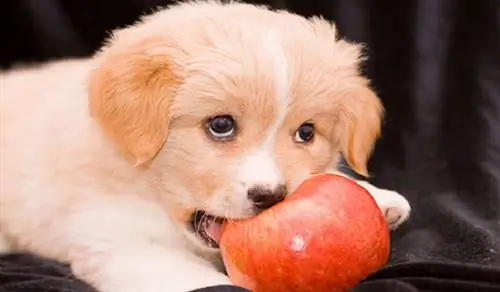10 человеческих продуктов, которые являются здоровой пищей для собак