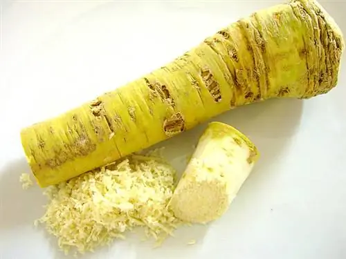 казуарина казуарина