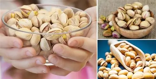 8 причин есть фисташки каждый день