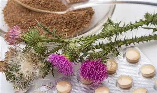 Расторопша улучшает здоровье печени и выводит токсины из организма