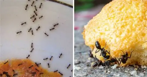 7 натуральных и дешевых репеллентов от муравьев