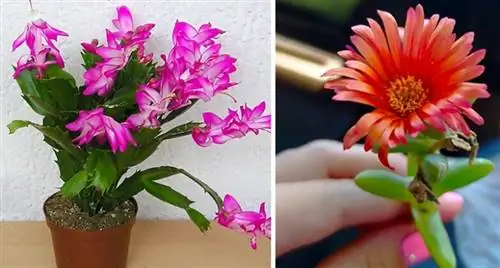 Как заставить суккуленты цвести и благоухать в доме