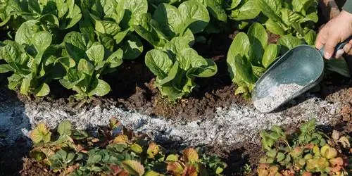 Как использовать золу для пышного и плодородного сада