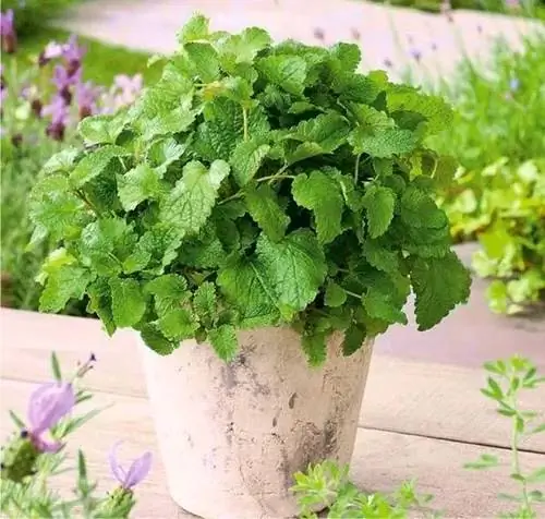 растение мелиссы лимонной