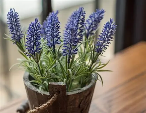 лавандовое растение