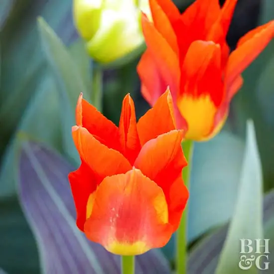 Тюльпан "Хуан" Тюльпан