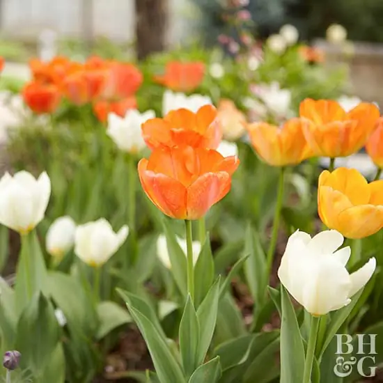 Пуриссима тюльпан Tulipa fosteriana 'Пуриссима'